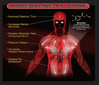 adrenaline meaning